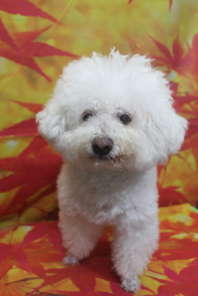 千葉県鎌ケ谷市のビションフリーゼのトリミング前画像