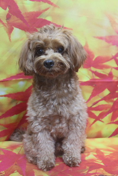 千葉県鎌ケ谷市のミックス犬のトリミング前画像