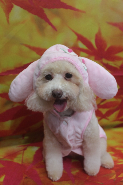 千葉県船橋市のトイプードルのトリミング画像