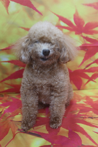 千葉県鎌ケ谷市のトイプードルのトリミング前画像