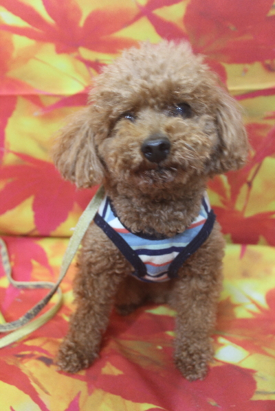 千葉県船橋市のトイプードルのトリミング前画像