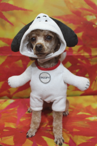 千葉県船橋市のトイプードルのトリミング画像