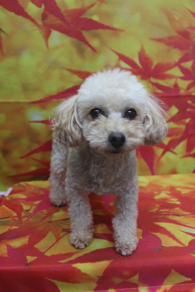 トイプードルブリーダーの成犬、トリミング画像