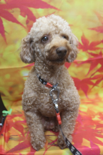 千葉県船橋市のトイプードルのトリミング前画像