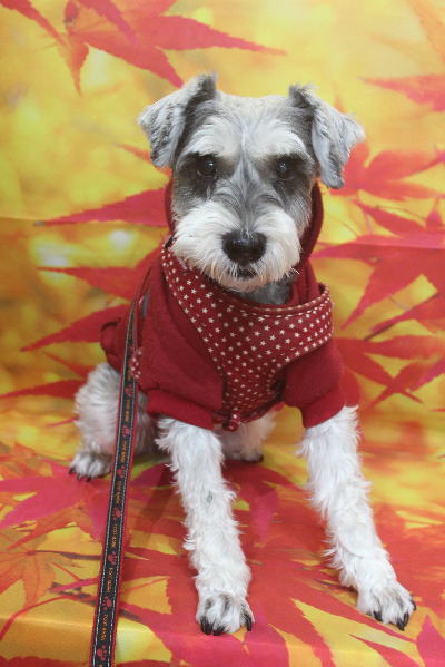 千葉県船橋市のミニチュアシュナウザーのトリミング前画像