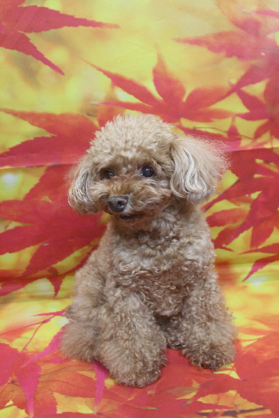 千葉県船橋市のトイプードルのトリミング前画像