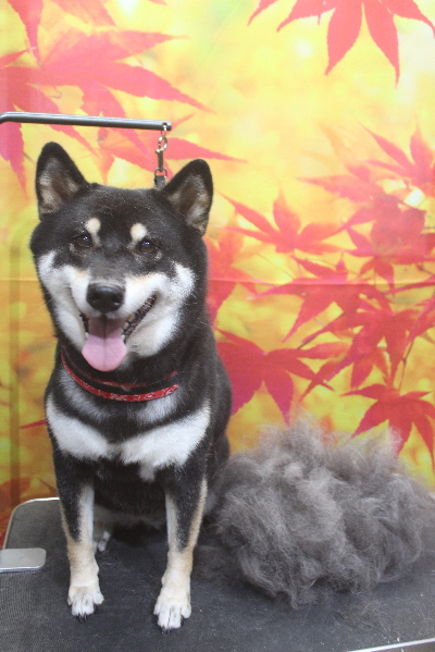 千葉県船橋市の柴犬のトリミング前画像