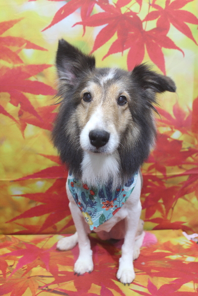 千葉県船橋市のシェルティのトリミング画像