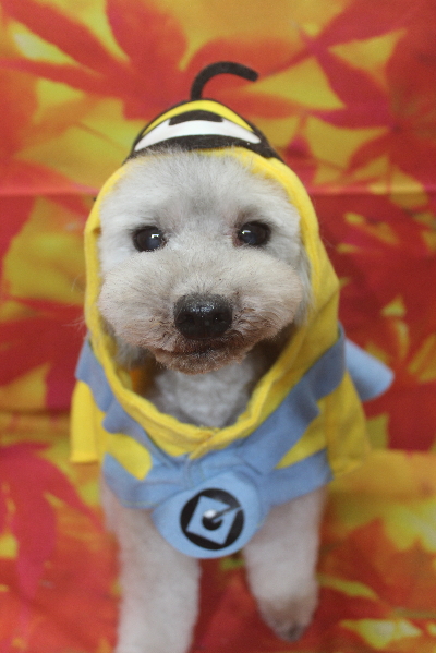 千葉県船橋市のトイプードルのトリミング画像