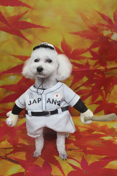 千葉県市川市のトイプードルのトリミング画像