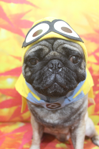 千葉県鎌ケ谷市のパグのトリミング画像