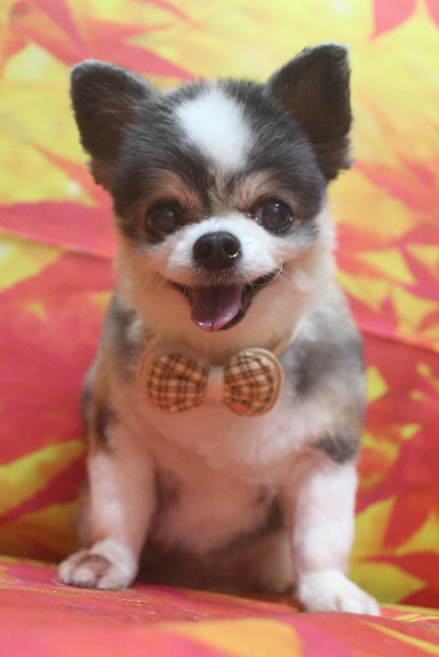 千葉県鎌ケ谷市のチワワのトリミング画像