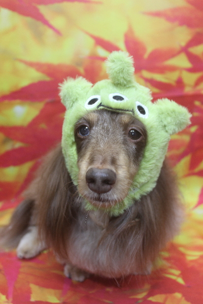 千葉県松戸市のミニチュアダックスのトリミング画像