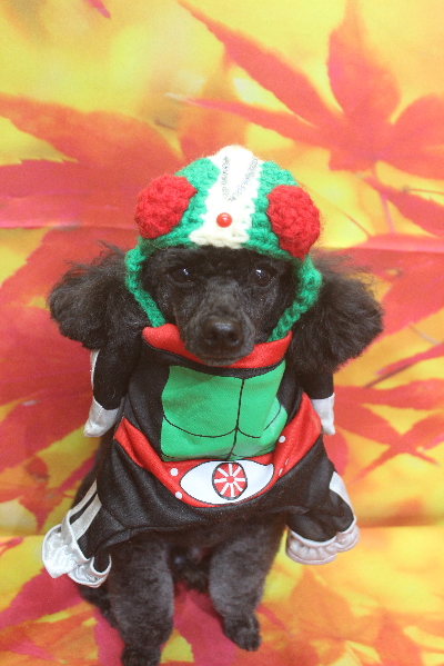 千葉県鎌ヶ谷市のトイプードルのトリミング画像