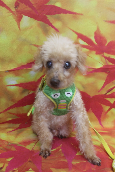 千葉県船橋市のトイプードルのトリミング前画像