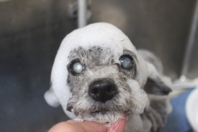 千葉県船橋市のトイプードルのシャンプー画像