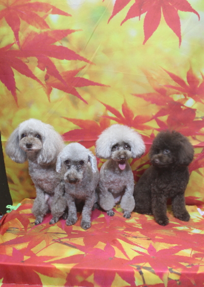 千葉県船橋市のトイプードルのトリミング画像