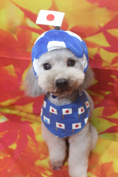 千葉県船橋市のトイプードルのトリミング画像