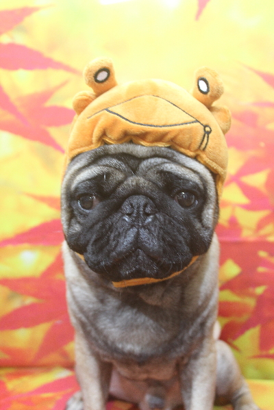 千葉県鎌ケ谷市のパグのトリミング画像