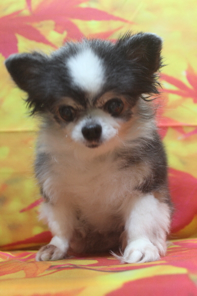 千葉県鎌ケ谷市のチワワのトリミング前画像