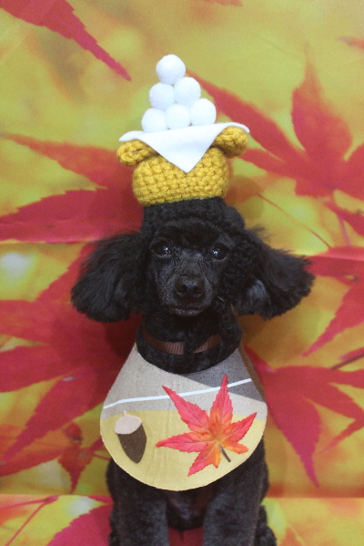 千葉県鎌ヶ谷市のトイプードルのトリミング画像