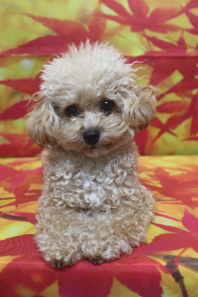 千葉県船橋市のトイプードルのトリミング前画像