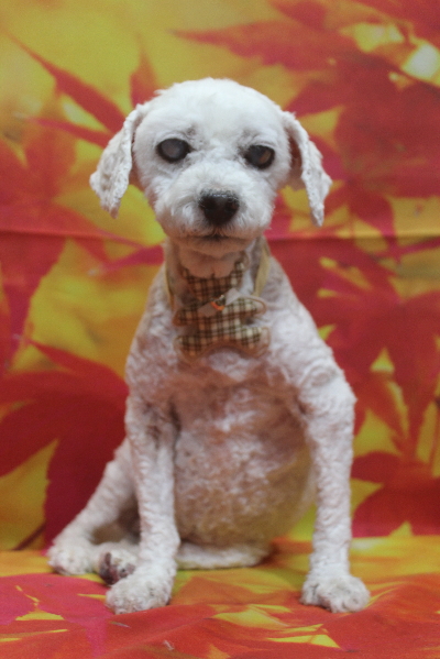 千葉県船橋市のトイプードルのトリミング画像