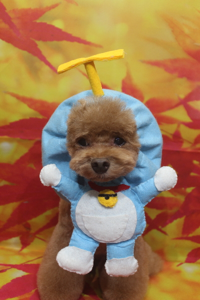 千葉県船橋市のトイプードルのトリミング画像