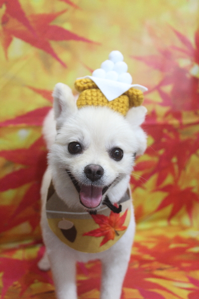 東京都港区のポメラニアンのトリミング画像