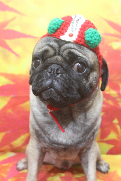 千葉県鎌ケ谷市のパグのトリミング画像
