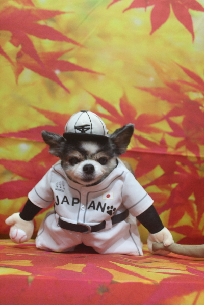 千葉県鎌ケ谷市のチワワのトリミング画像