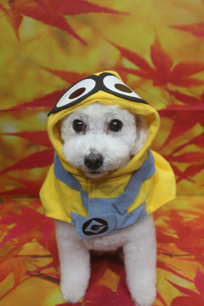 千葉県船橋市のトイプードルのトリミング画像