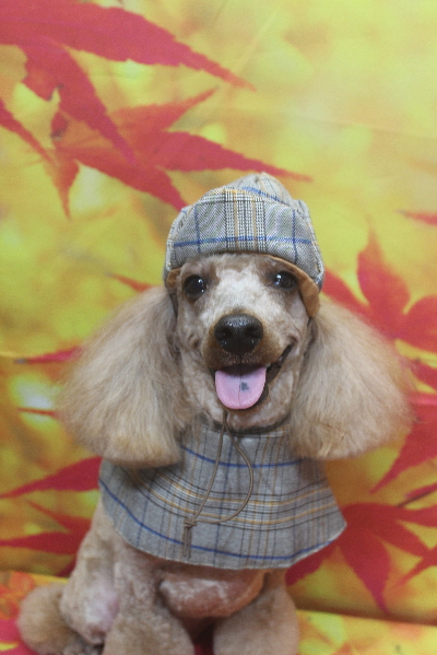 千葉県鎌ヶ谷市のトイプードルのトリミング画像