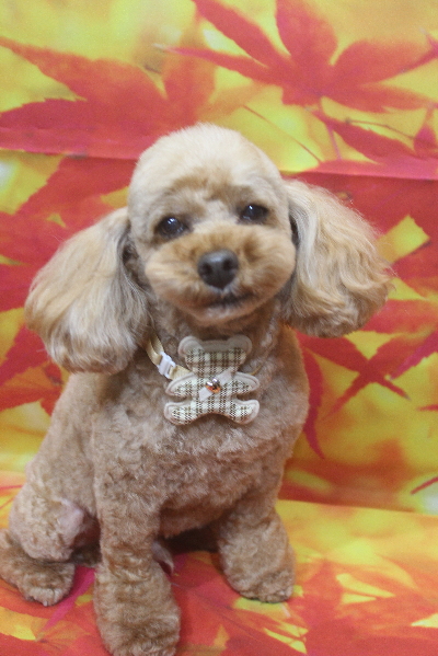 千葉県船橋市のトイプードルのトリミング画像