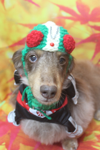 千葉県松戸市のミニチュアダックスのトリミング画像