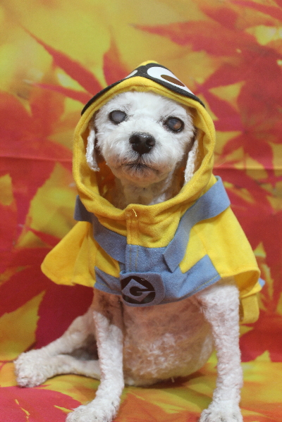 千葉県船橋市のトイプードルのトリミング画像