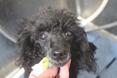 千葉県船橋市のトイプードルの歯磨き画像