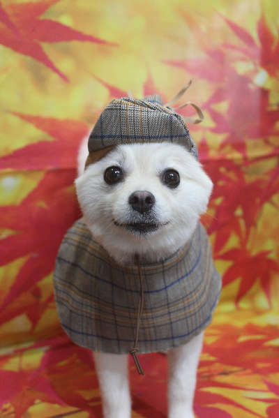 東京都港区のポメラニアンのトリミング画像