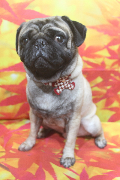 千葉県鎌ケ谷市のパグのトリミング画像