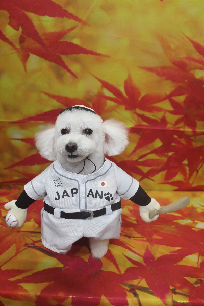 千葉県船橋市のトイプードルのトリミング画像