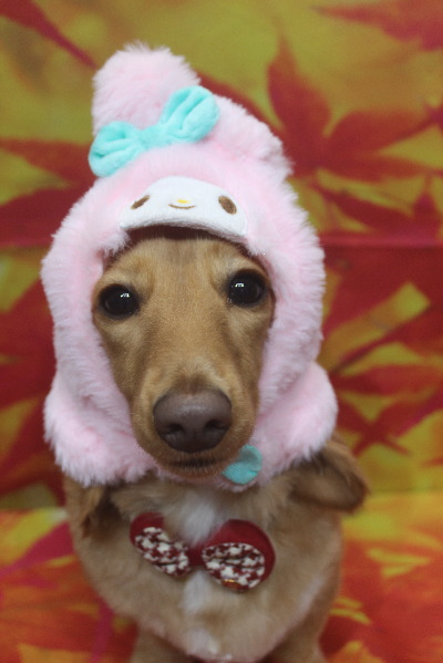 千葉県船橋市のミニチュアダックスのトリミング画像