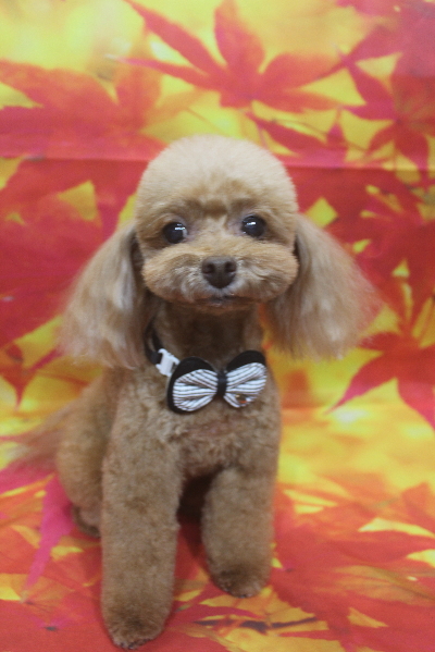 千葉県船橋市のトイプードルのトリミング画像