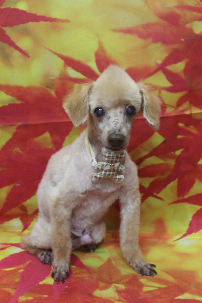 千葉県船橋市のトイプードルのトリミング画像