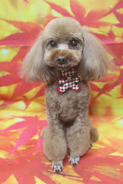 千葉県鎌ケ谷市のトイプードルのトリミング画像