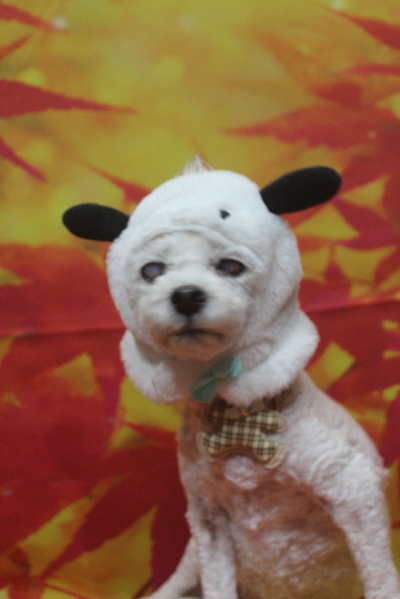 千葉県船橋市のトイプードルのトリミング画像