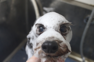 千葉県船橋市のトイプードルのシャンプー画像