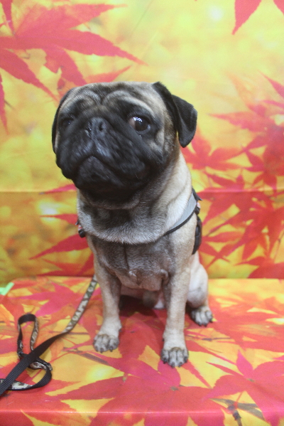 千葉県鎌ケ谷市のパグのトリミング前画像