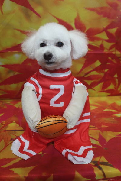 千葉県船橋市のトイプードルのトリミング画像