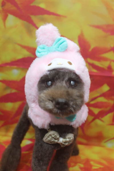 千葉県船橋市のトイプードルのトリミング画像