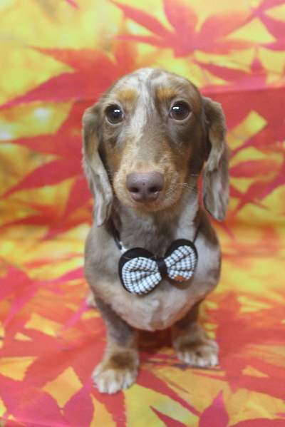 千葉県佐倉市のカニンヘンダックストリミング画像